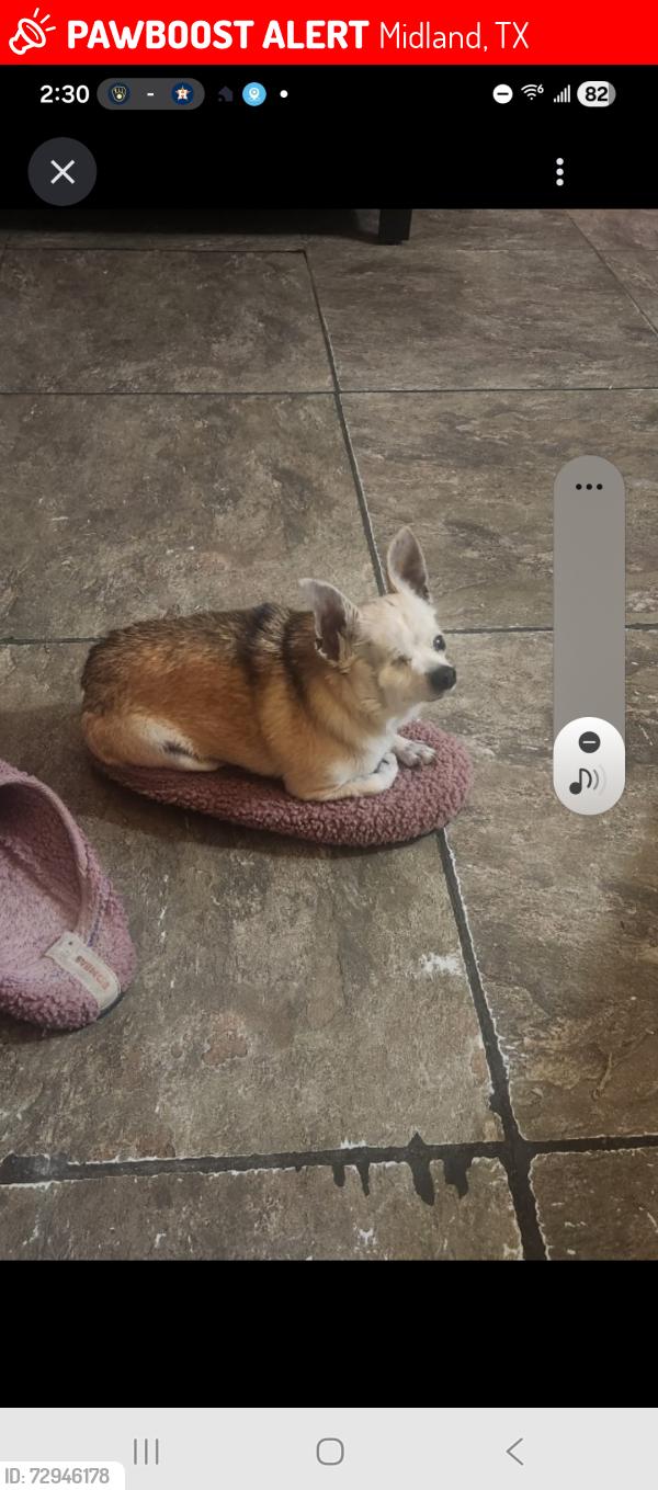 Lost Female Dog last seen Leisure/Parkdale , Midland, TX 79703