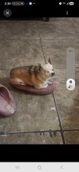 Lost Female Dog last seen Leisure/Parkdale , Midland, TX 79703