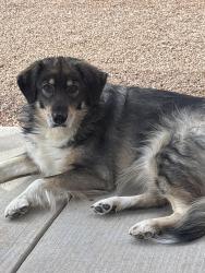 Reunited Female Dog last seen Rockcliff and Endeavor , Albuquerque, NM 87114