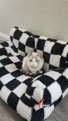Reunited Female Cat last seen Claude St., Compton, CA 90220