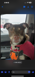 Reunited Male Dog last seen At the bmv . , Indianapolis, IN 46229