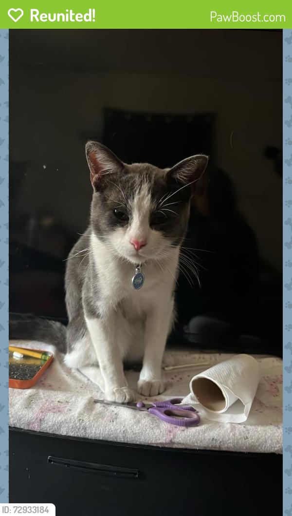 Reunited Male Cat last seen Willowbrook ave and Wilmigton ave, Compton, CA 90222