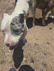 Found/Stray Female Dog last seen College , San Diego, CA 92115