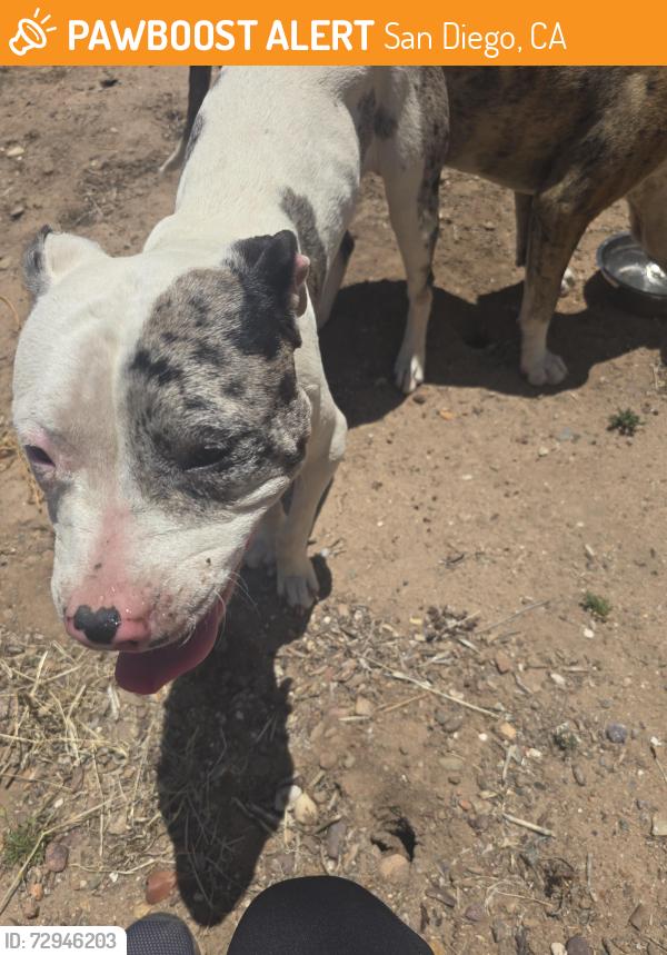 Found/Stray Female Dog last seen College , San Diego, CA 92115