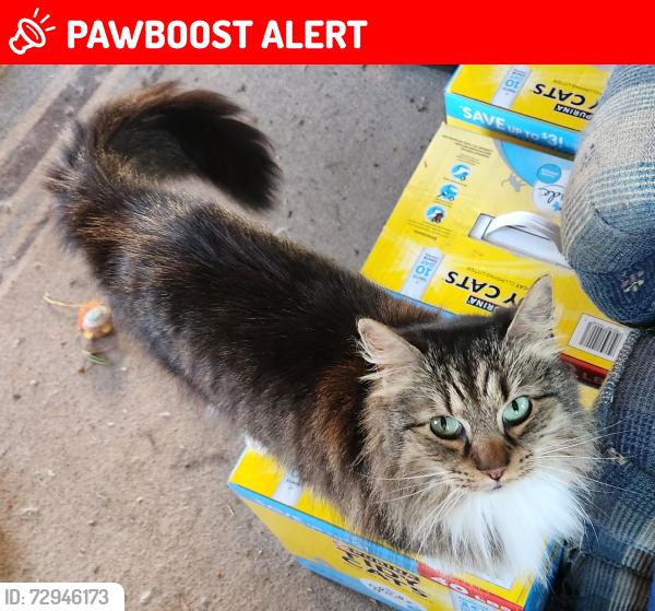 Lost Female Cat last seen Jenkins/Bayless Road, Washington County, TN 37659