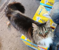 Lost Female Cat last seen Jenkins/Bayless Road, Washington County, TN 37659
