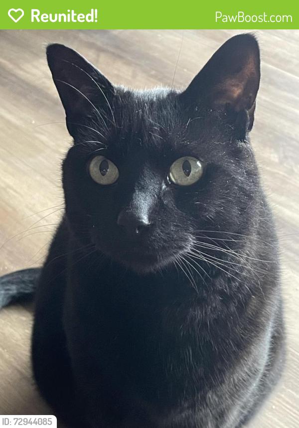 Reunited Male Cat last seen Northline apmts / roundabout near Parkfield Ct. near Ahnapee Brewery , Suamico, WI 54173