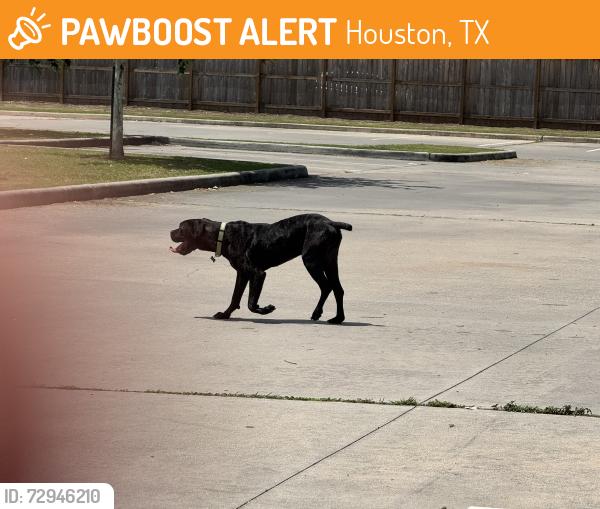 Found/Stray Unknown Dog last seen Emery Weiner School, Houston, TX 77025