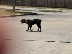 Found/Stray Unknown Dog last seen Emery Weiner School, Houston, TX 77025