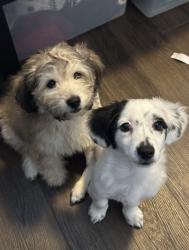 Lost Male Dog last seen around the area, Redwood City, CA 94063