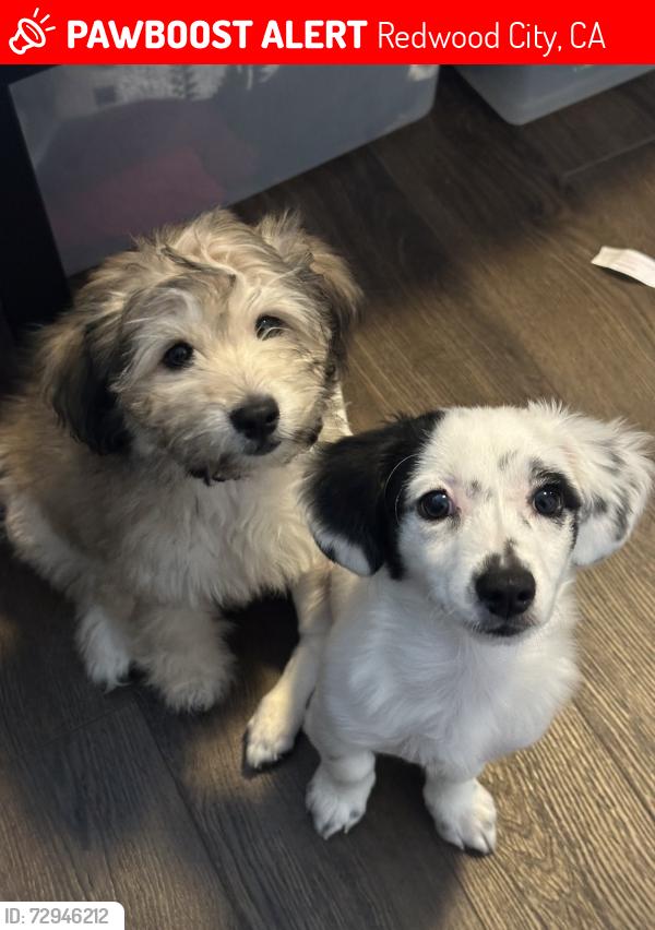 Lost Male Dog last seen around the area, Redwood City, CA 94063