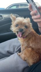 Reunited Female Dog last seen Nahunta rd - willowbrooks neighborhood , Pikeville, NC 27863