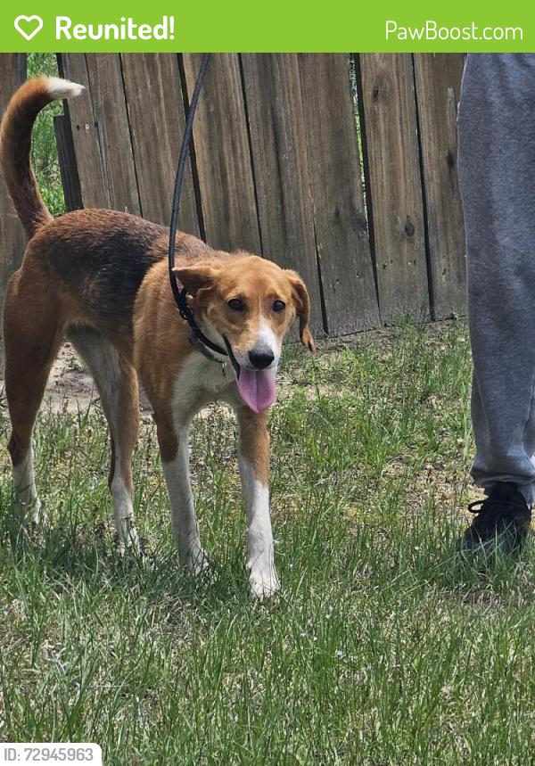 Reunited Female Dog last seen Near Kentucky Derby Ln, Lillington, NC 27546, USA, Lillington, NC 27546