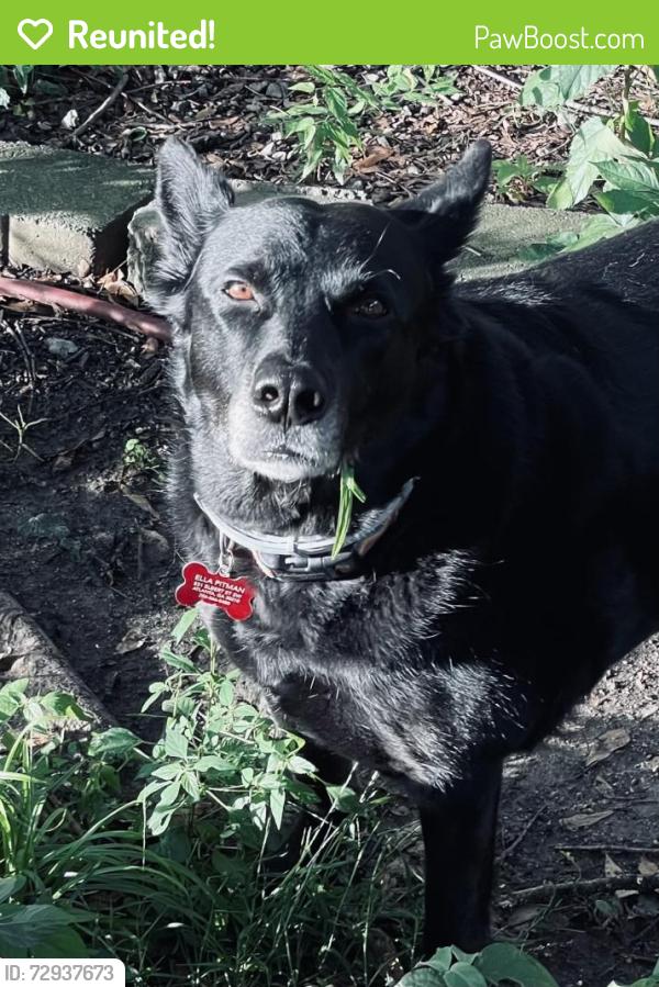 Reunited Female Dog last seen Little Bear Food Mart on Jonesboro, headed towards hses in the back, Atlanta, GA 30315