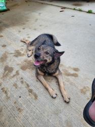 Reunited Male Dog last seen Near freeman Park on bartlett blvd, Bartlett, TN 38134