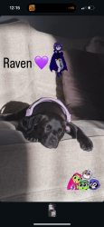 Lost Female Dog last seen Thornton stetson, Hemet, CA 92545