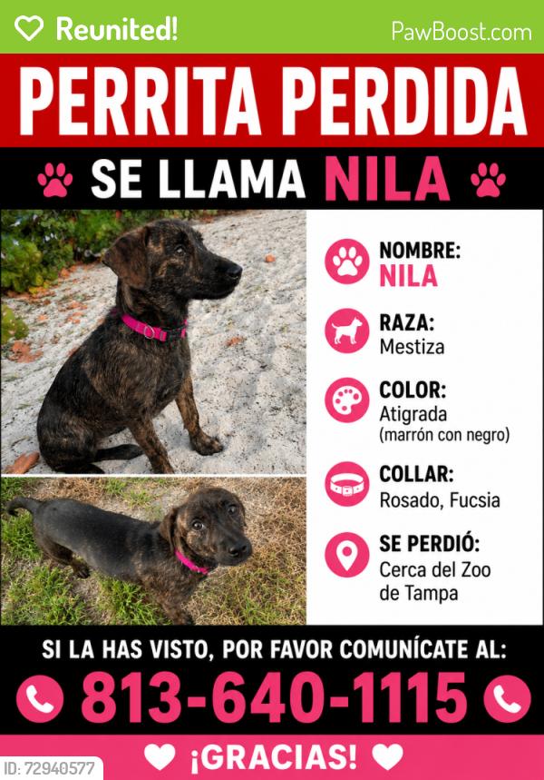 Reunited Female Dog last seen W Sligh , Tampa, FL 33604
