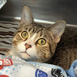 Shelter Stray Male Cat last seen , Matteson, IL 60443