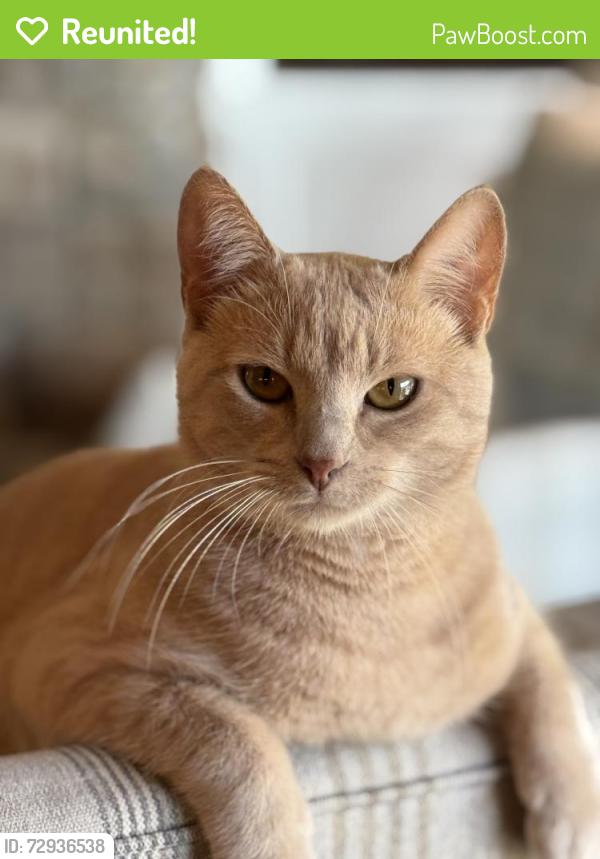 Reunited Male Cat last seen Norris Fwy, Knoxville, TN 37938