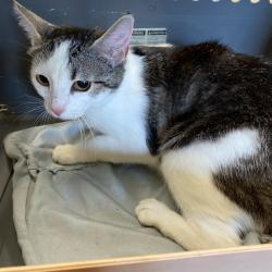 Shelter Stray Female Cat last seen , Memphis, TN 38133