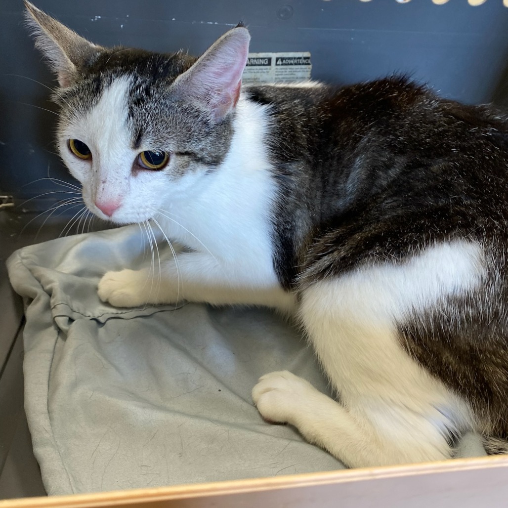 Shelter Stray Female Cat last seen , Memphis, TN 38133