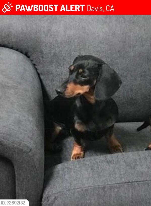 Lost Female Dog last seen Sycamore and Apple, Davis, CA 95616