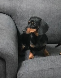 Lost Female Dog last seen Sycamore and Apple, Davis, CA 95616