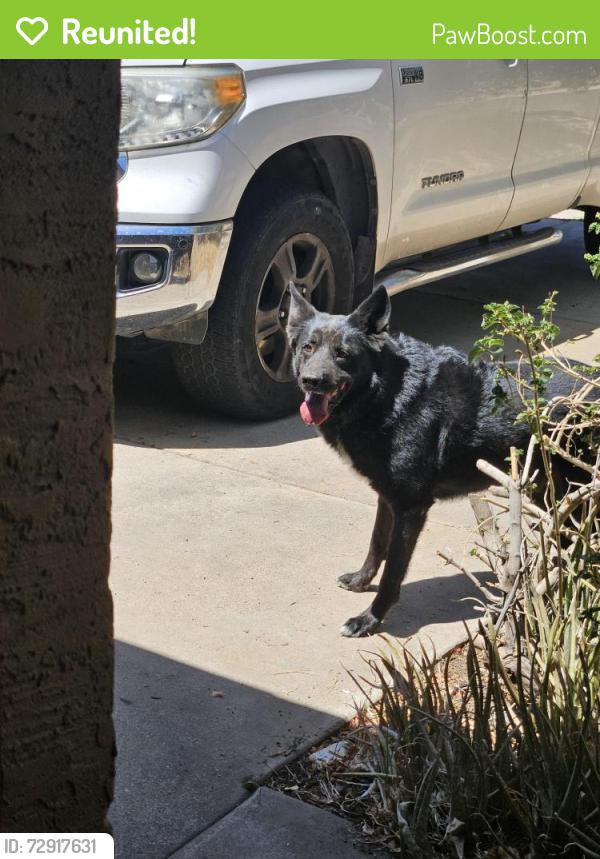 Reunited Male Dog last seen 35th ave and Campo Bello, Glendale, AZ 85308