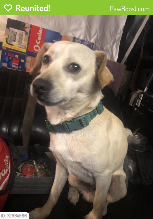 Reunited Male Dog last seen San Pablo ave and john st, Pinole, CA 94564