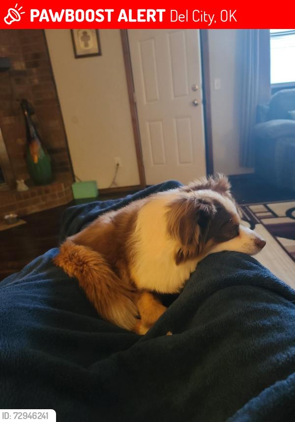 Lost Male Dog last seen DOLLAR GENERAL, Del City, OK 73115