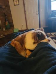 Lost Male Dog last seen DOLLAR GENERAL, Del City, OK 73115