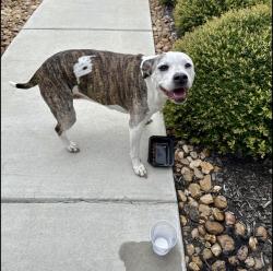 Reunited Unknown Dog last seen Catalina Subdivision…Converse, San Antonio, TX 78109