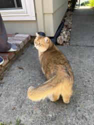 Reunited Unknown Cat last seen Near bixby dr cupertino, Cupertino, CA 95014