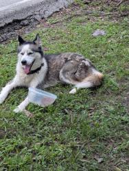 Found/Stray Unknown Dog last seen Bammel Forest subdivision in North Houston, Houston, TX 77068