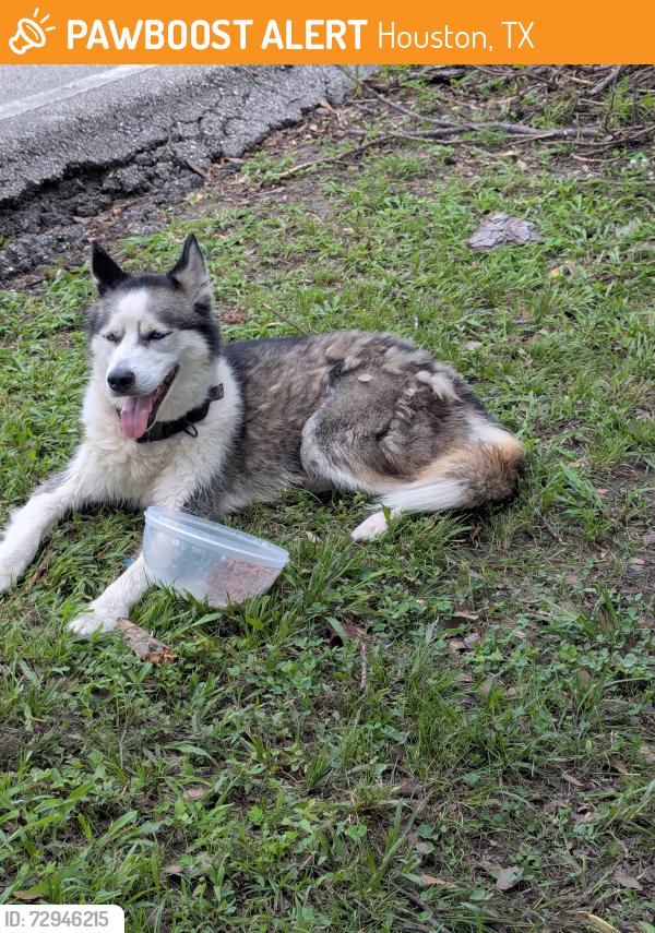 Found/Stray Unknown Dog last seen Bammel Forest subdivision in North Houston, Houston, TX 77068