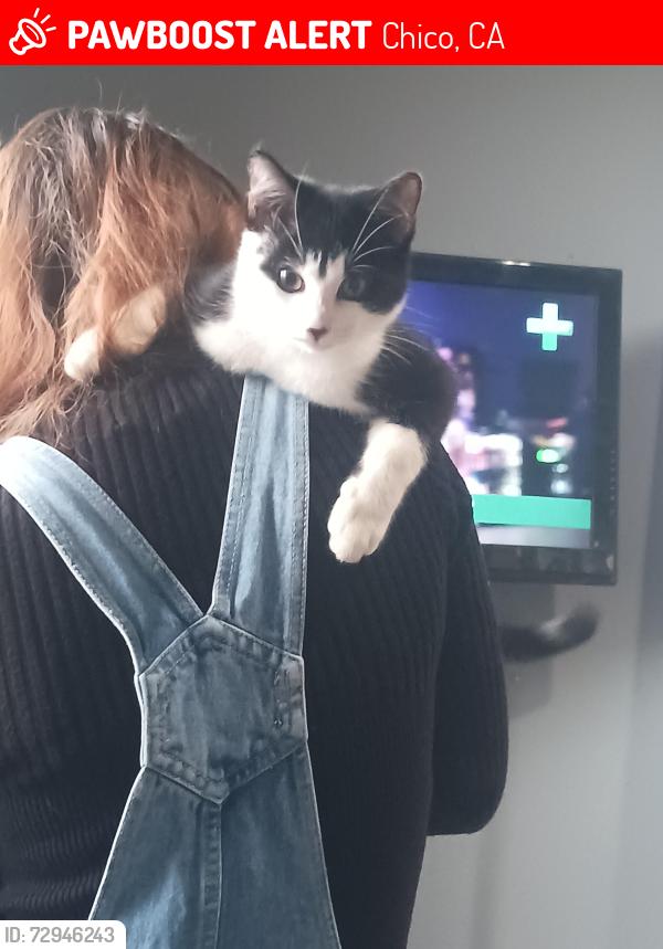 Lost Male Cat last seen Orange and 9th st, Chico, CA 95928