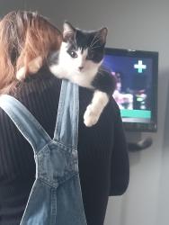 Lost Male Cat last seen Orange and 9th st, Chico, CA 95928