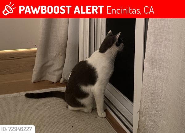 Lost Female Cat last seen Firtree Ct, Encinitas, Encinitas, CA 92024