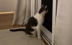 Lost Female Cat last seen Firtree Ct, Encinitas, Encinitas, CA 92024