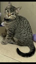 Reunited Male Cat last seen Highway 2, Commerce City, CO 80022