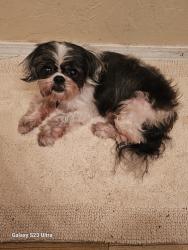 Reunited Female Dog last seen E. Grumman  and Tinker dr. , Midwest City, OK 73110