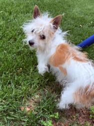 Reunited Female Dog last seen Birnam wood community pool , Spring, TX 77373