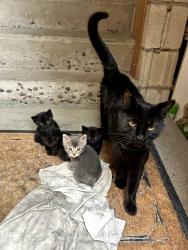 Found/Stray Female Cat last seen Bridge and Old Coors, Albuquerque, NM 87105
