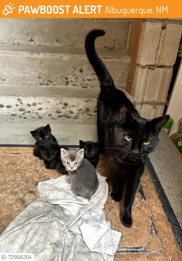 Found/Stray Female Cat last seen Bridge and Old Coors, Albuquerque, NM 87105