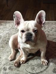 Reunited Female Dog last seen Section st and 19th, Mount Vernon, WA 98274