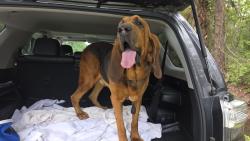 Found/Stray Male Dog last seen Maytown Road between Oak Hill and Osteen, Oak Hill, FL 32759