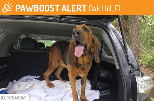 Found/Stray Male Dog last seen Maytown Road between Oak Hill and Osteen, Oak Hill, FL 32759