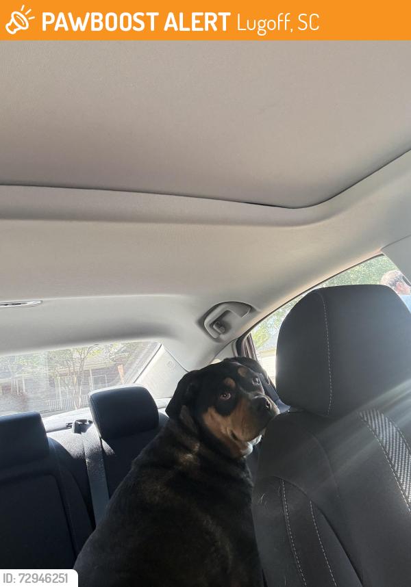 Found/Stray Male Dog last seen Rugar St, Lugoff, SC 29078