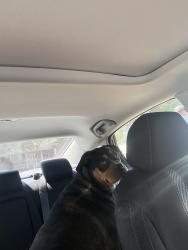 Found/Stray Male Dog last seen Rugar St, Lugoff, SC 29078