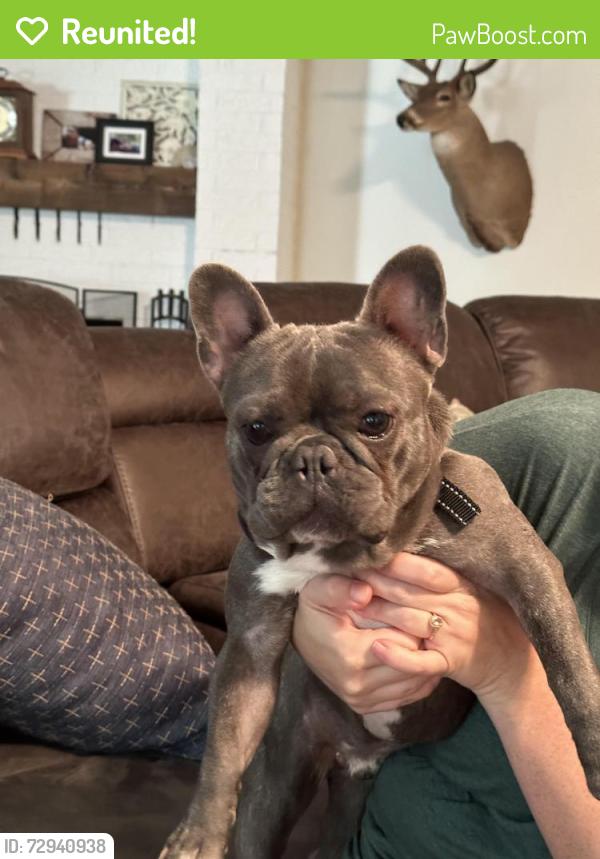Reunited Male Dog last seen Bird park neighborhood by Worley middle school, Mansfield, TX 76063
